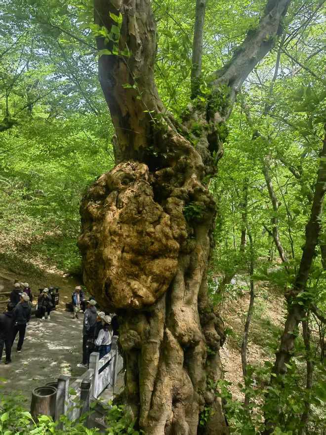 春游江淮请您来｜萧县皇藏峪：以森林康养为笔 绘就康养文旅新篇章(图4)